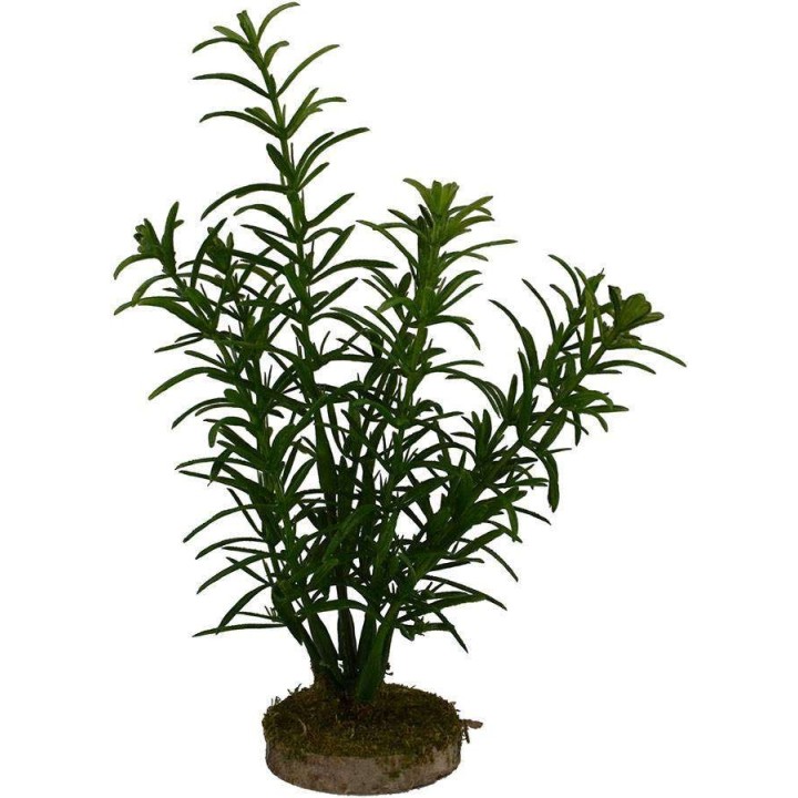 Arbusto 14 cm