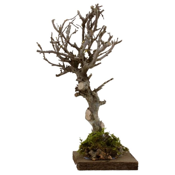 Árbol h. 