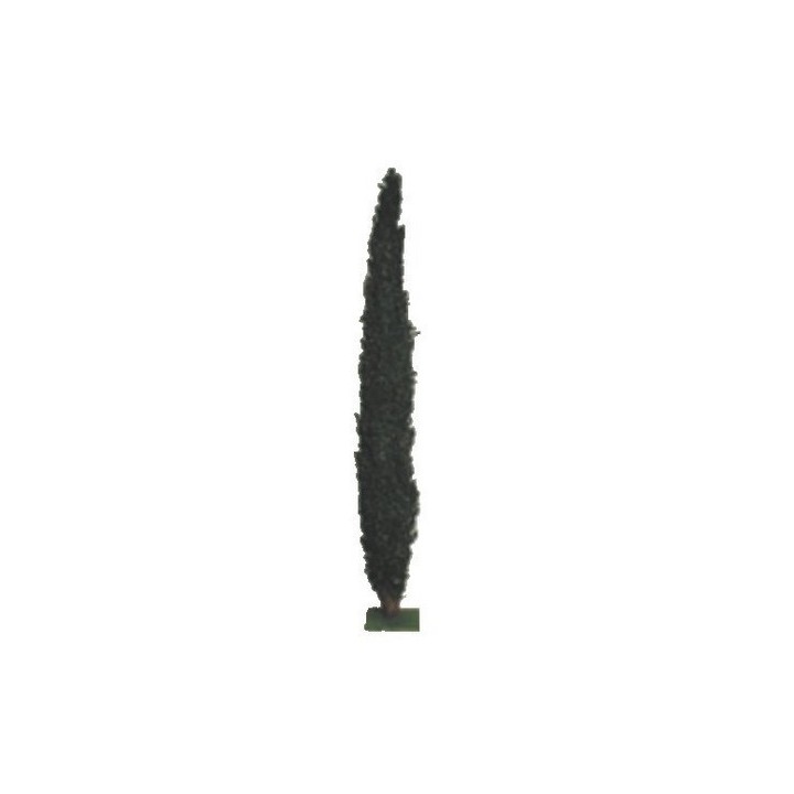 Ciprés cm 28