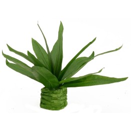 Agave modellabile cm 10,5 h
