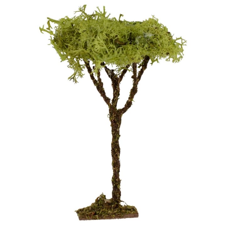 Albero h. 