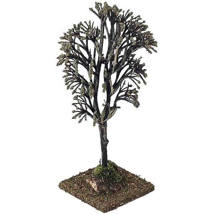 Albero h. 