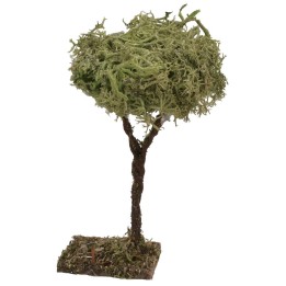 Albero h. 