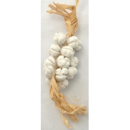 Ceppo d'aglio