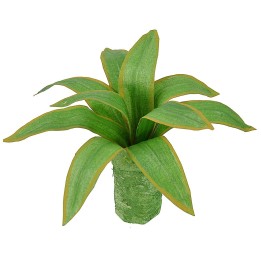 Agave moldeable 10 cm