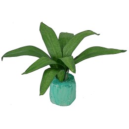 Agave modellabile 5 cm