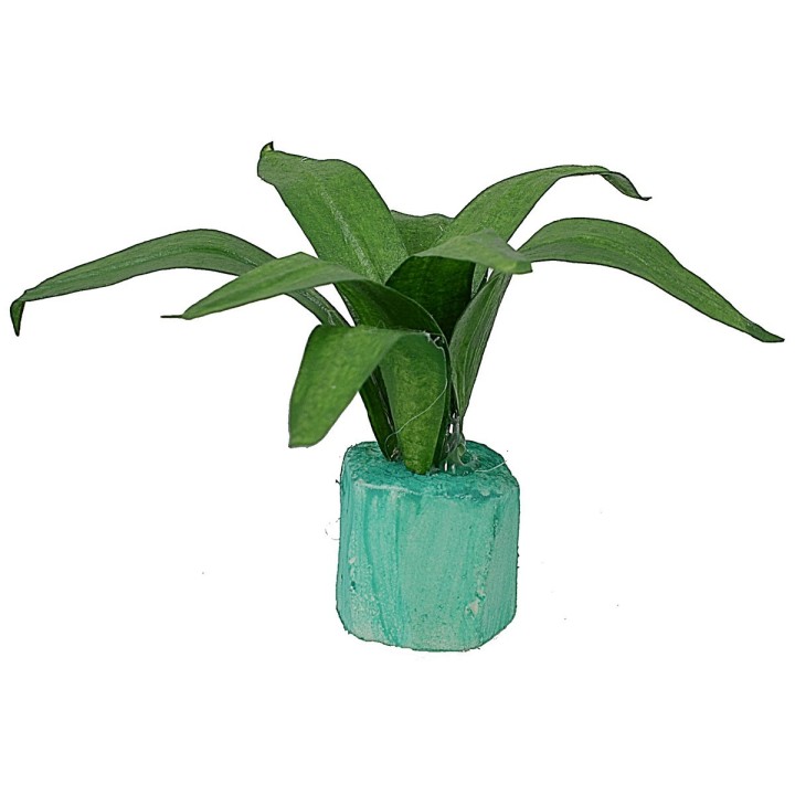 Agave moldeable 5 cm