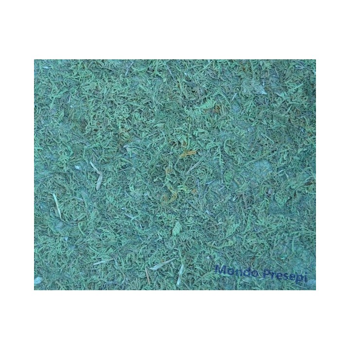 Moss paper cm 75x50