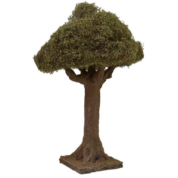 Olive tree height 20 cm
