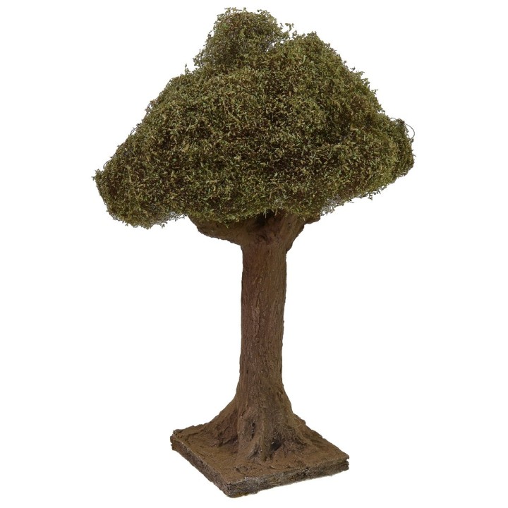 Olive tree height 20 cm