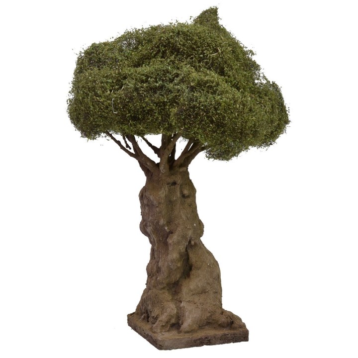 Secular branched olive tree height 27 cm