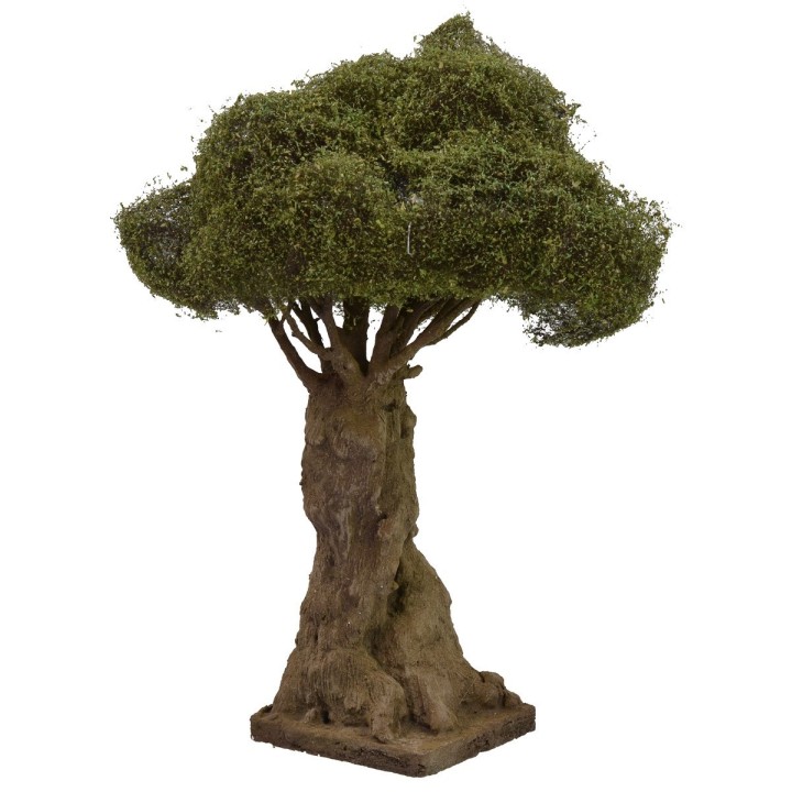Secular branched olive tree height 27 cm