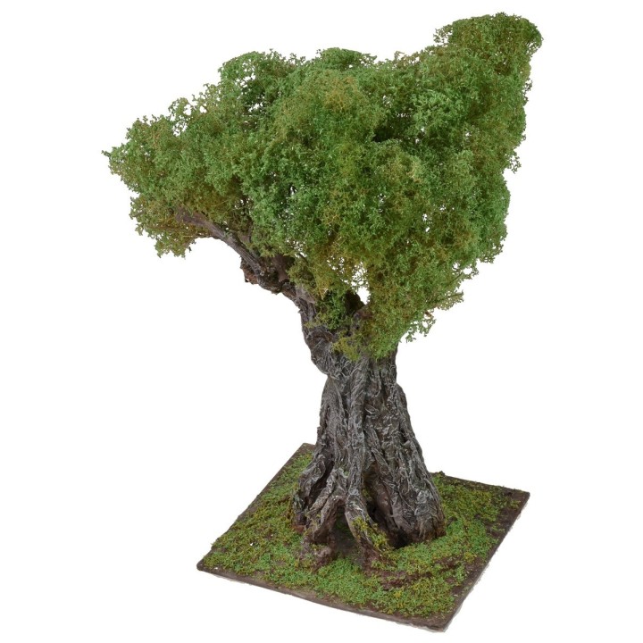 Secular olive tree cm 35 h