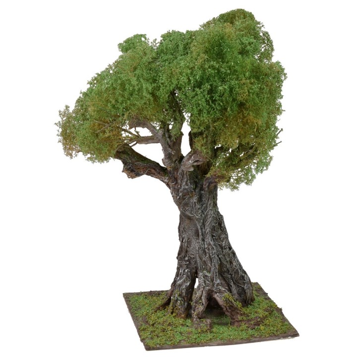 Secular olive tree cm 35 h