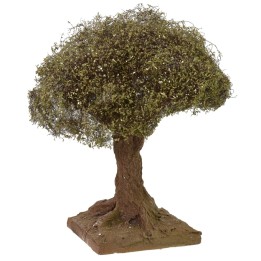 Olivo altura 12 cm
