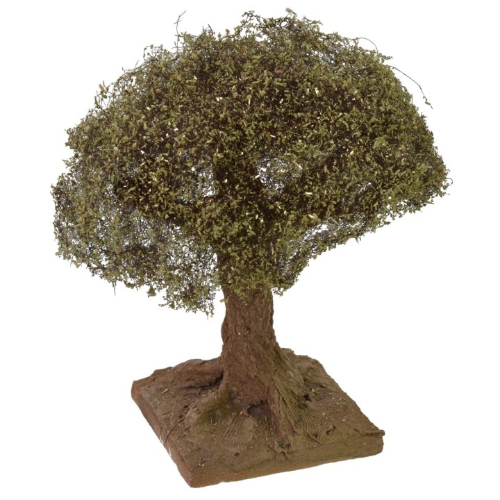 Olivo altezza 12 cm