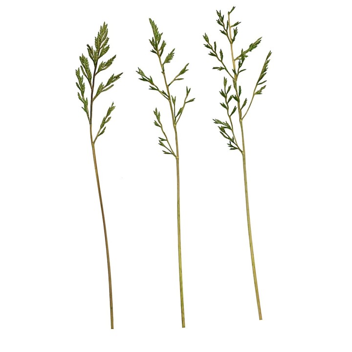 Erba cipressina 45 gr.
