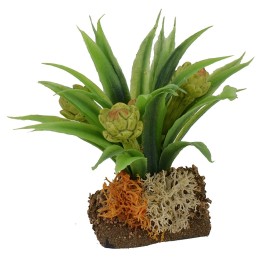 Pianta di carciofi cm 6 h