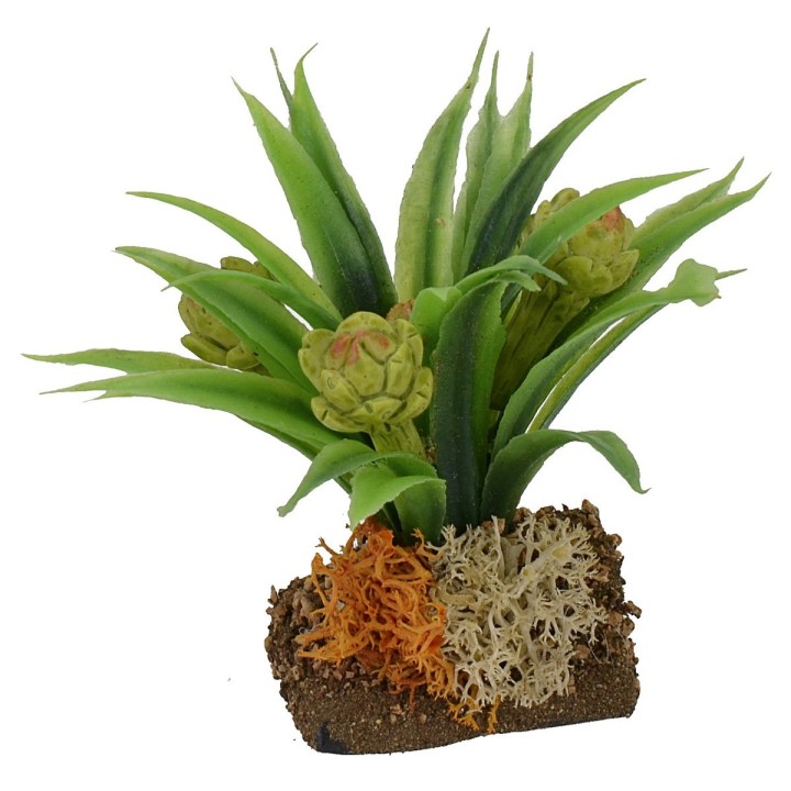 Artichoke plant cm 6 h