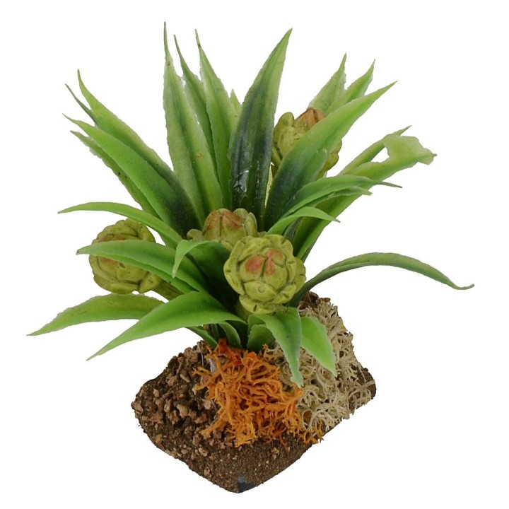 Artichoke plant cm 6 h