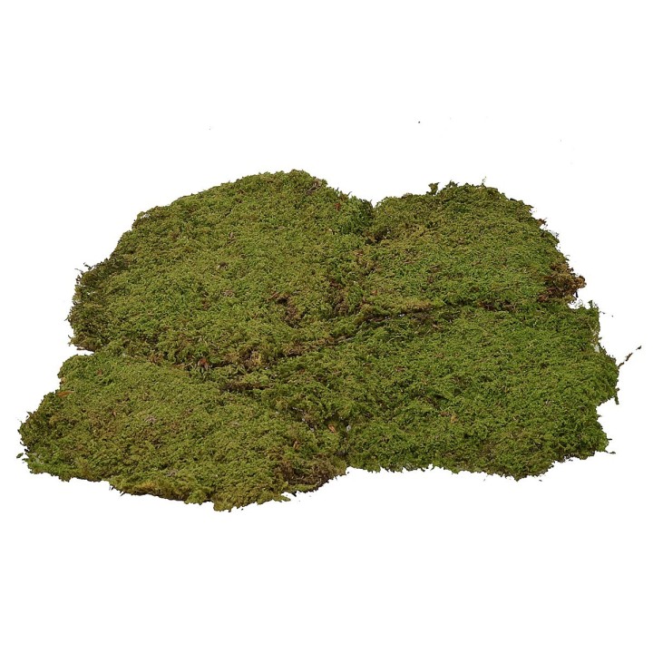 Muschio a tappeto 4 kg
