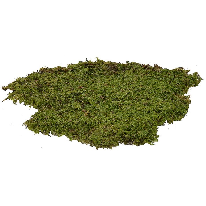 Muschio a tappeto 4 kg