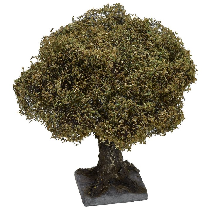 Olivo h 16-18 cm