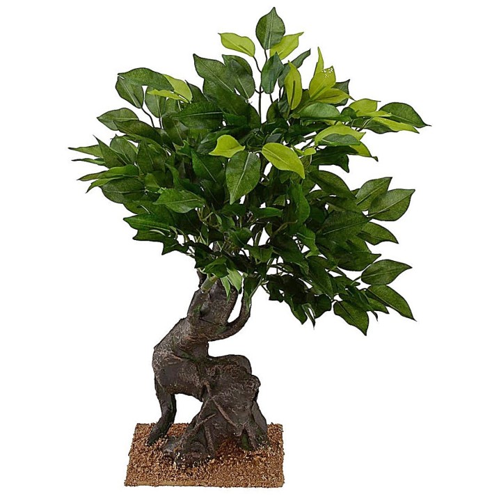 Roble de 40,5 cm de altura para Belén.