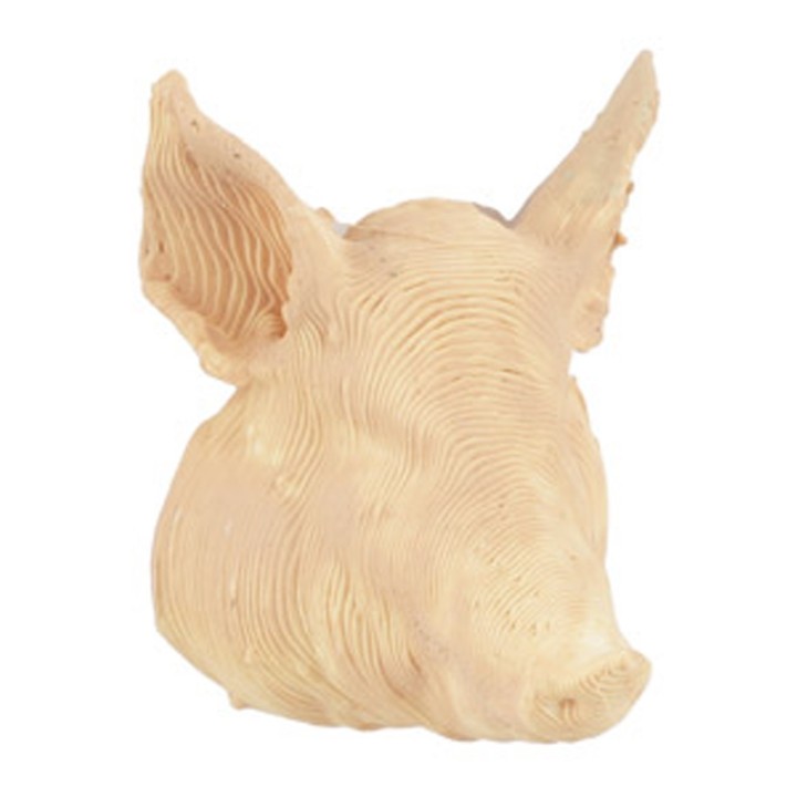 Pig's head 2.5 cm