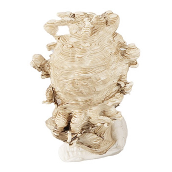 Cabeza de fauno de Pompeya 2,3 cm