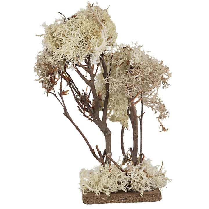 Double tree in autumn lichen 20 cm high