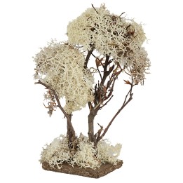 Double tree in autumn lichen 20 cm high