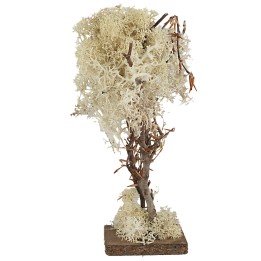 Tree with square base in autumn lichen 20 cm h