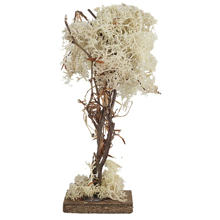 Tree with square base in autumn lichen 20 cm h