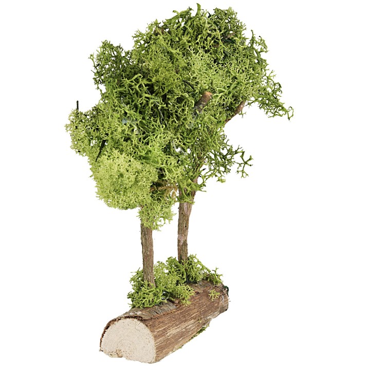 Green trees on green lichen trunk, 20 cm high