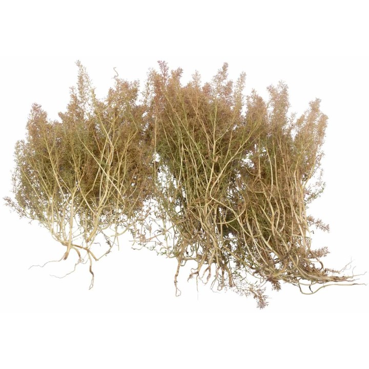 Teloxis Aristata 75 gr