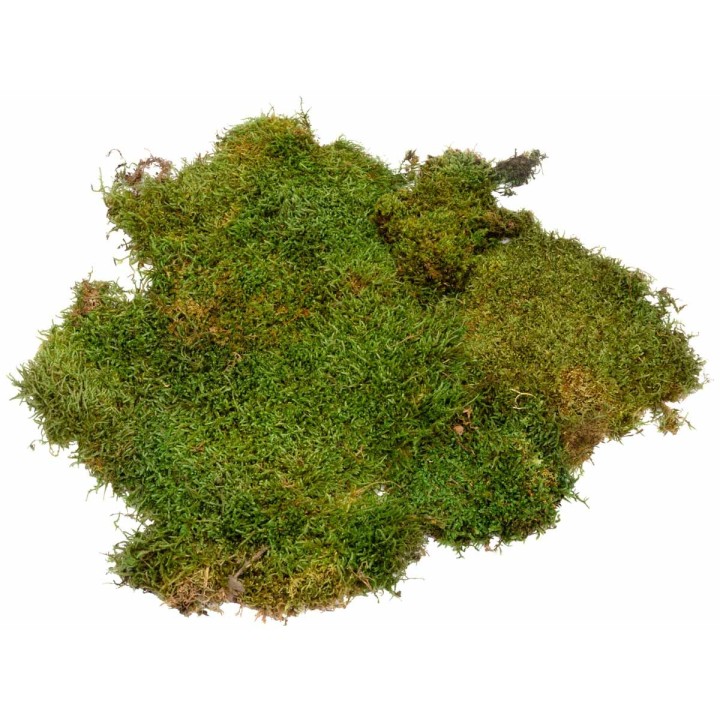 Muschio colorato sempreverde 150 gr
