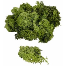 Lichene verde oliva disponibile in buste da: