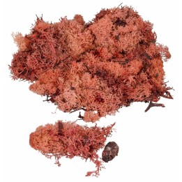 Copper red lichen available in bags: