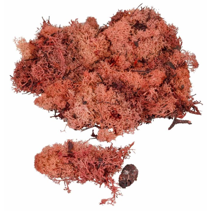 Copper red lichen available in bags: