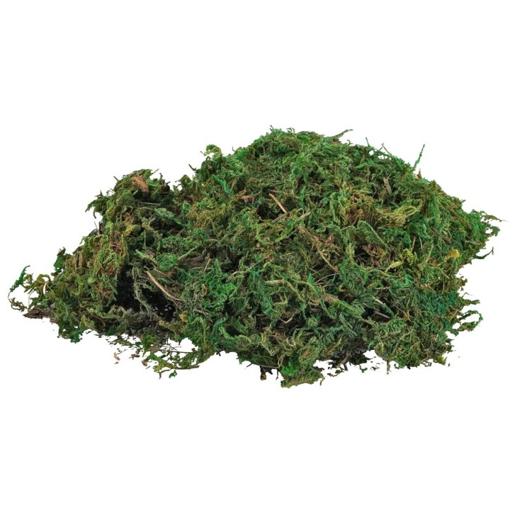 Muschio sempreverde in busta da 100 gr