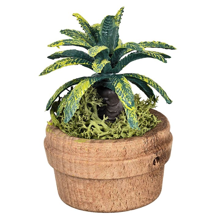 Planta tropical en maceta Ø4 x 6 h