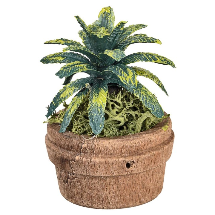 Planta tropical en maceta Ø4 x 6 h