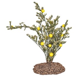 Lemon plant in PVC on earth effect base – H 13.5 cm
