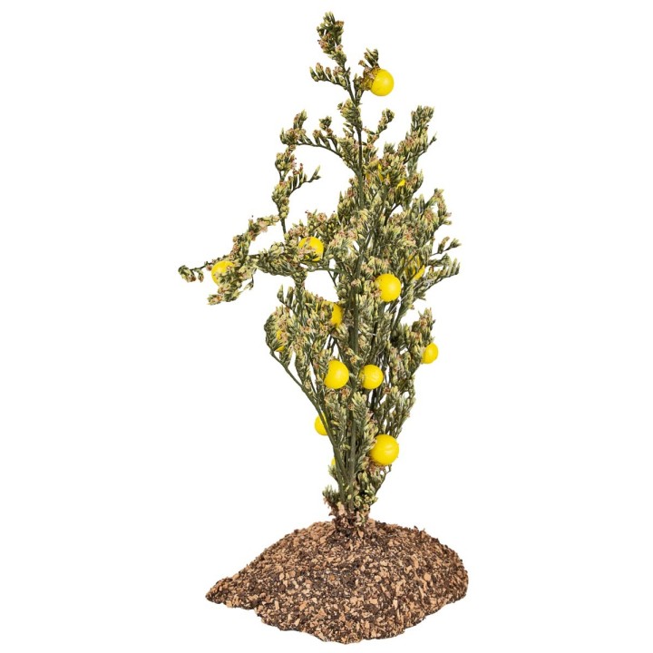 Lemon plant in PVC on earth effect base – H 13.5 cm