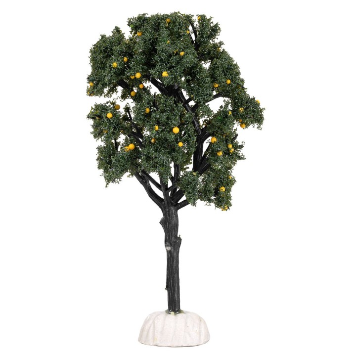 Orange tree height 15 cm