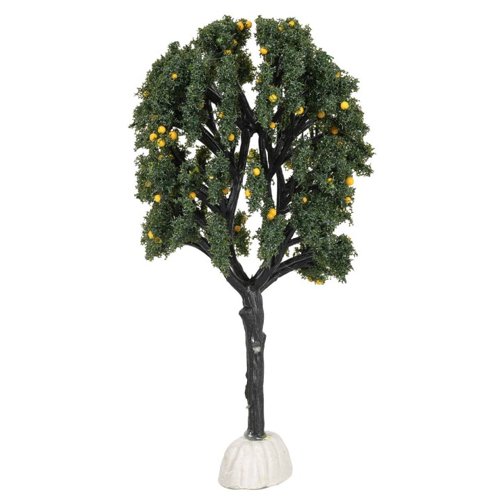 Orange tree height 15 cm