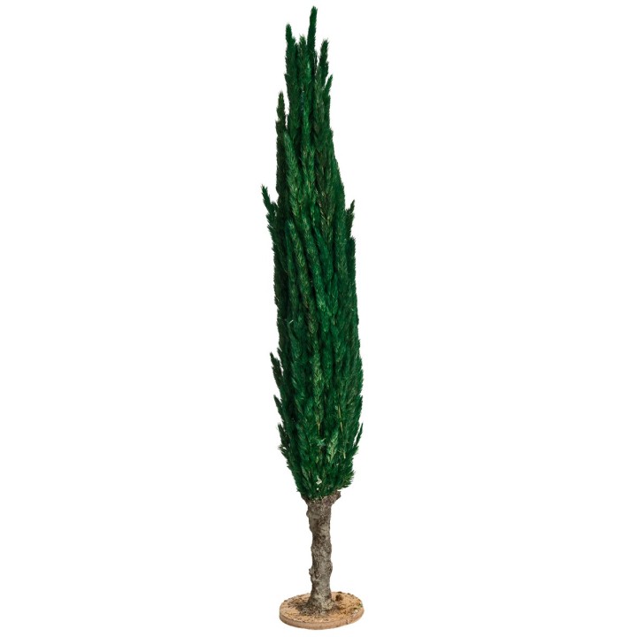 30 cm h cypress tree