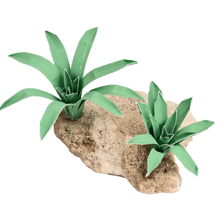 Gruppo di due Agavi modellabili 4 cm