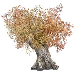 Árbol de olivo h 13 cm